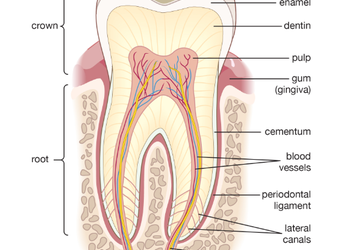 Yuk Kenali Apa Itu Anatomi Gigi!